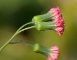 Florida tassleflower